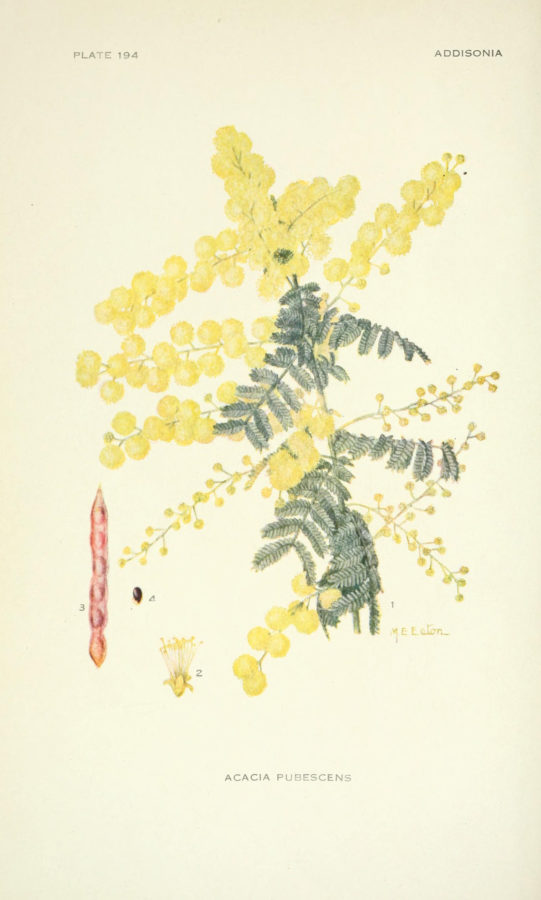A botanical illustration of a wattle plant. The plant has round yellow flowers and green leaves.