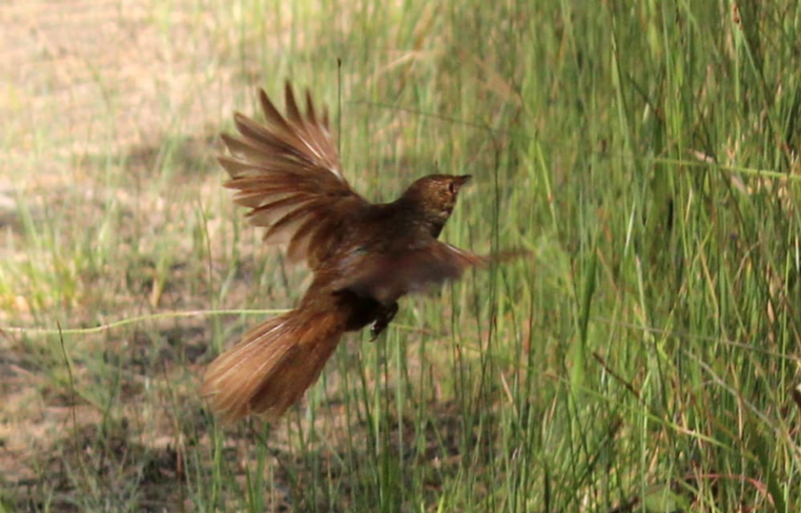 A photograph of a small brown bird flapping above grass