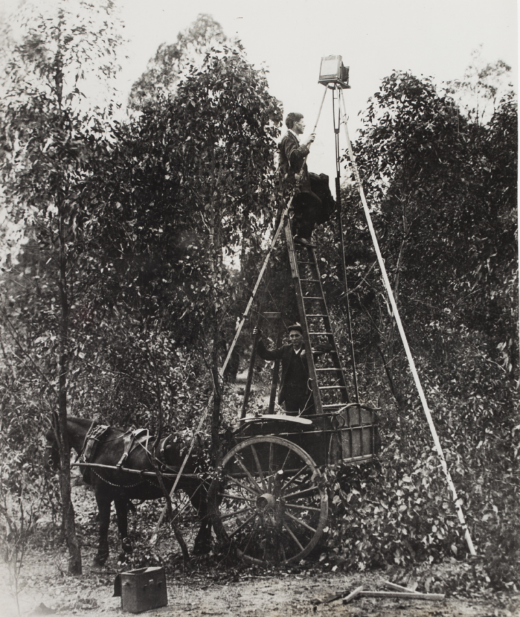 A black and white photograph depicting an elaborate set up used to photograph a bird. One man holds a ladder, which is in the back of a horse-drawn cart. On top of the ladder another man is perched, supporting one leg of a very tall tripod that extends down to the ground. On top of the tripod is a box camera which is pointed toward tree branches.