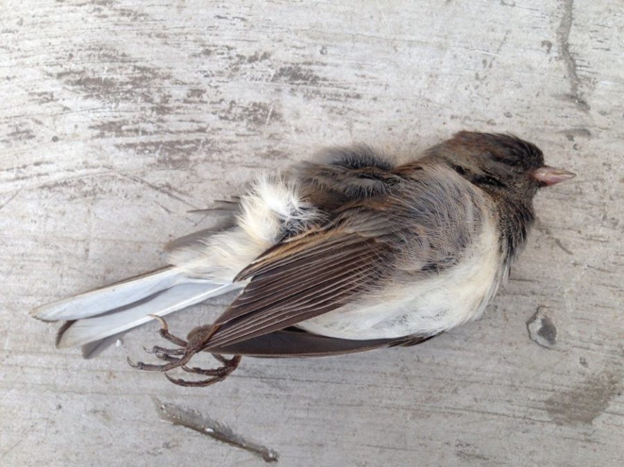 A colour photograph of a small white and brown bird, which appears to be dead, rested on its side upon a wooden surface.