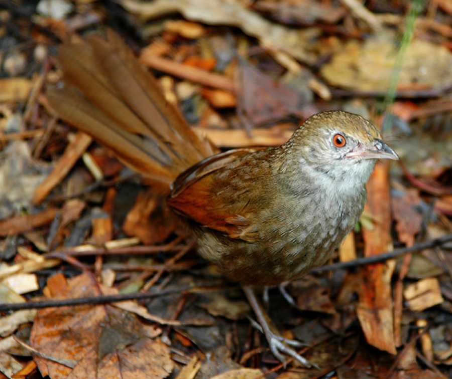 a small brown bird stands on twigs and leaves