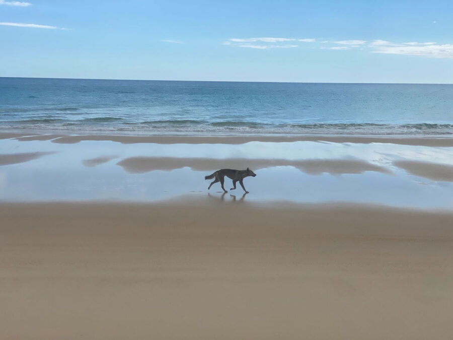 a dingo on a beach